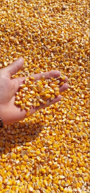 Porumb Romania fara umiditate  - imagine 2