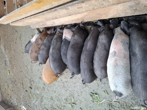 Purcei de vânzare  - imagine 4