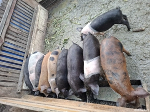 Purcei de vânzare  - imagine 5