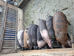 Purcei de vânzare  - imagine 2