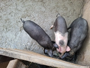 Purcei de vânzare  - imagine 3