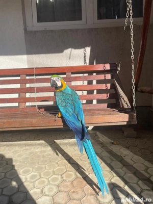 desfiintez crescatorie papagali