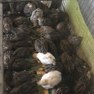 Vand prepelite japoneze varietate mare