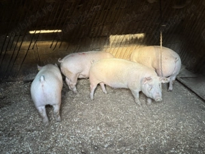 Porci de carne - imagine 2