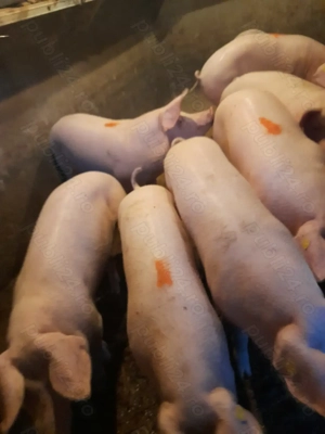 Porc de vanzare 