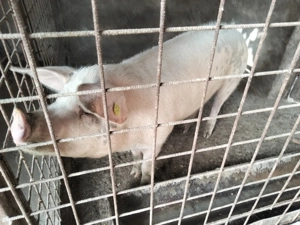 Porc de vânzare - imagine 3