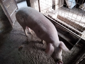 Porc de vânzare - imagine 2