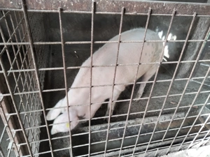 Porc de vanzare 15lei kg