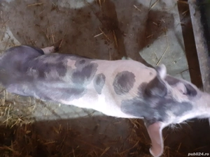 2 purcei pietran castrati in jur de 40 45 kg