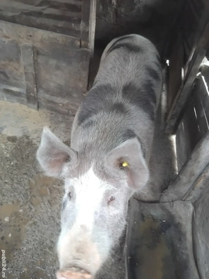porc de vanzare 