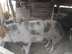 porc de vanzare  - imagine 2 porc de vanzare  - imagine 2