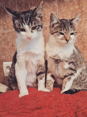 Biscotel si Lina caută căsuța - imagine 2