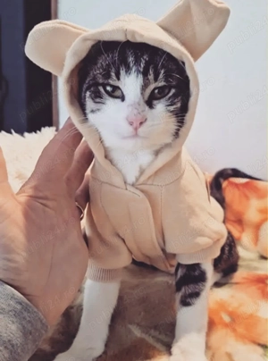 Biscotel si Lina caută căsuța - imagine 5