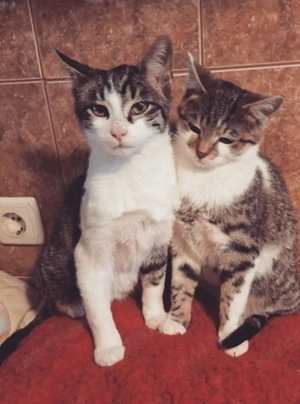 Biscotel si Lina caută căsuța - imagine 3