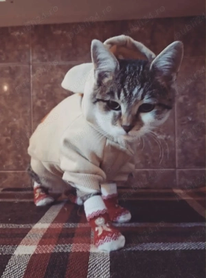 Biscotel si Lina caută căsuța - imagine 4