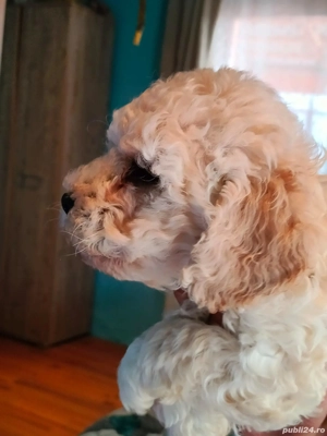 Pulee Crem mini Toy Batel disponibil - imagine 3