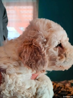 Pulee Crem mini Toy Batel disponibil - imagine 4