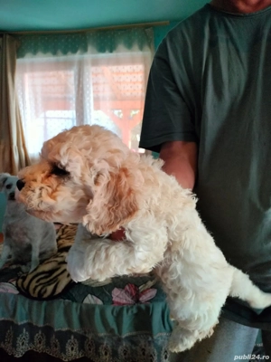 Pulee Crem mini Toy Batel disponibil - imagine 5