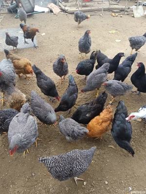 vând schimb o parte din iele - imagine 2 vând schimb o parte din iele - imagine 2