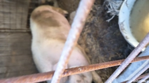 vand porc 300-350 kg