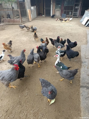 vând schimb o parte din iele - imagine 3 vând schimb o parte din iele - imagine 3