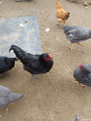 vând schimb o parte din iele - imagine 4 vând schimb o parte din iele - imagine 4