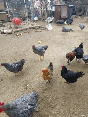 vând schimb o parte din iele - imagine 5 vând schimb o parte din iele - imagine 5