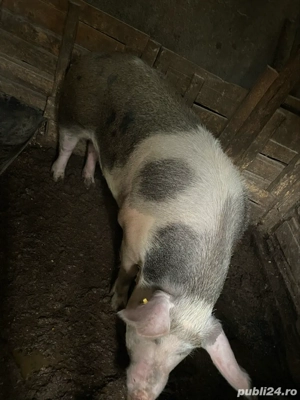 purcea de vanzare - imagine 3