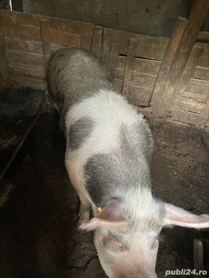 purcea de vanzare - imagine 4