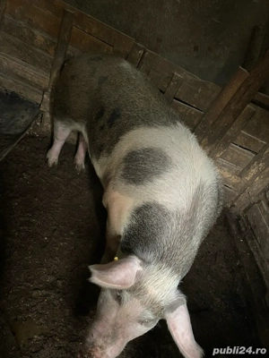 purcea de vanzare - imagine 2