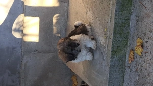 vand bichon havanez - imagine 2