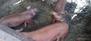 Scroafa puternica,duroc - imagine 2 Scroafa puternica,duroc - imagine 2