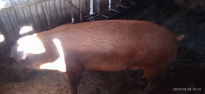 Scroafa puternica,duroc