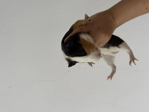 Vand porcusorii de guinea  - imagine 3