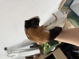 Vand porcusorii de guinea 