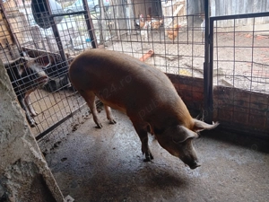 Porci de vanzare 