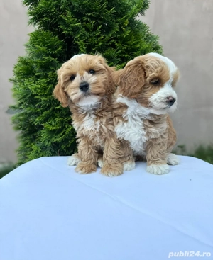 Maltipoo adorabili Bichon+Pudel toy barboncino - imagine 2