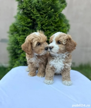 Maltipoo adorabili Bichon+Pudel toy barboncino - imagine 3