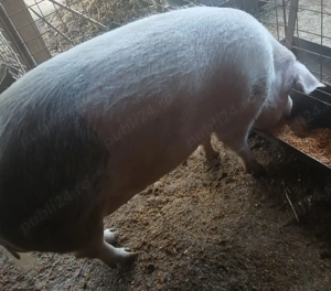 Porci grasi de vanzare - imagine 2 Porci grasi de vanzare - imagine 2