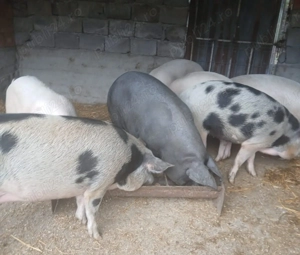 Porci grasi de vanzare