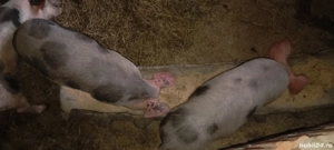 Purcei de vânzare.  - imagine 2