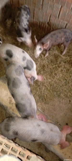 Purcei de vânzare.  - imagine 3