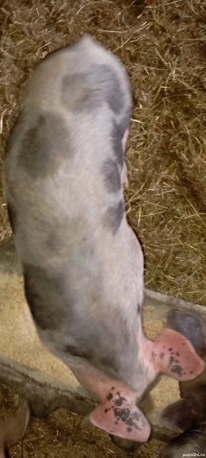 Purcei de vânzare.  - imagine 4