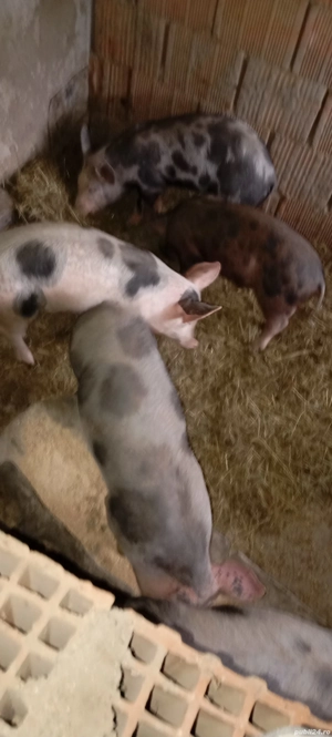 Purcei de vânzare.  - imagine 5