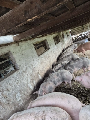 Vand porci de carne pentru sacrificat 12 lei kg