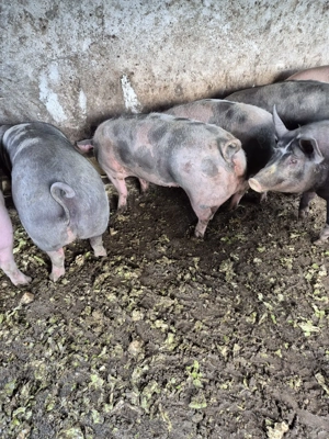 Vand porci de carne pentru sacrificat 12 lei kg - imagine 2 Vand porci de carne pentru sacrificat 12 lei kg - imagine 2