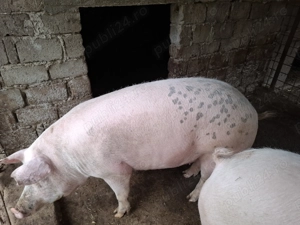 Porc de vanzare - imagine 2