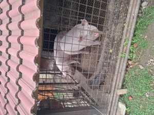 Porc de vanzare - imagine 3