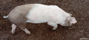 Șoldani de vânzare  - imagine 4