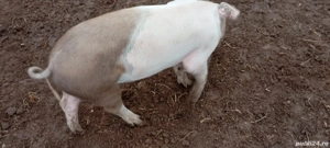 Șoldani de vânzare  - imagine 2